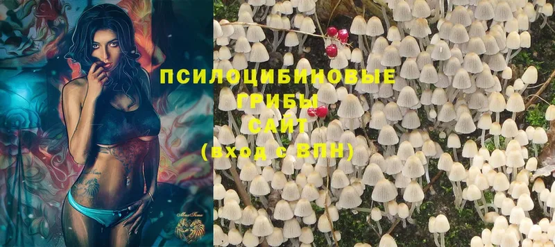 Галлюциногенные грибы Psilocybine cubensis  Кизел 